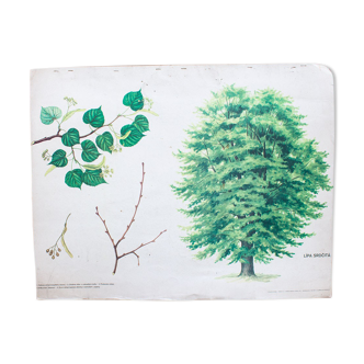 Old educational school map tree Linden tree 1971