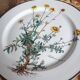 Lot of 4 flat plates "Anthemis" from the service "Botanica" of Boch