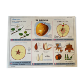 Affiche scolaire vintage