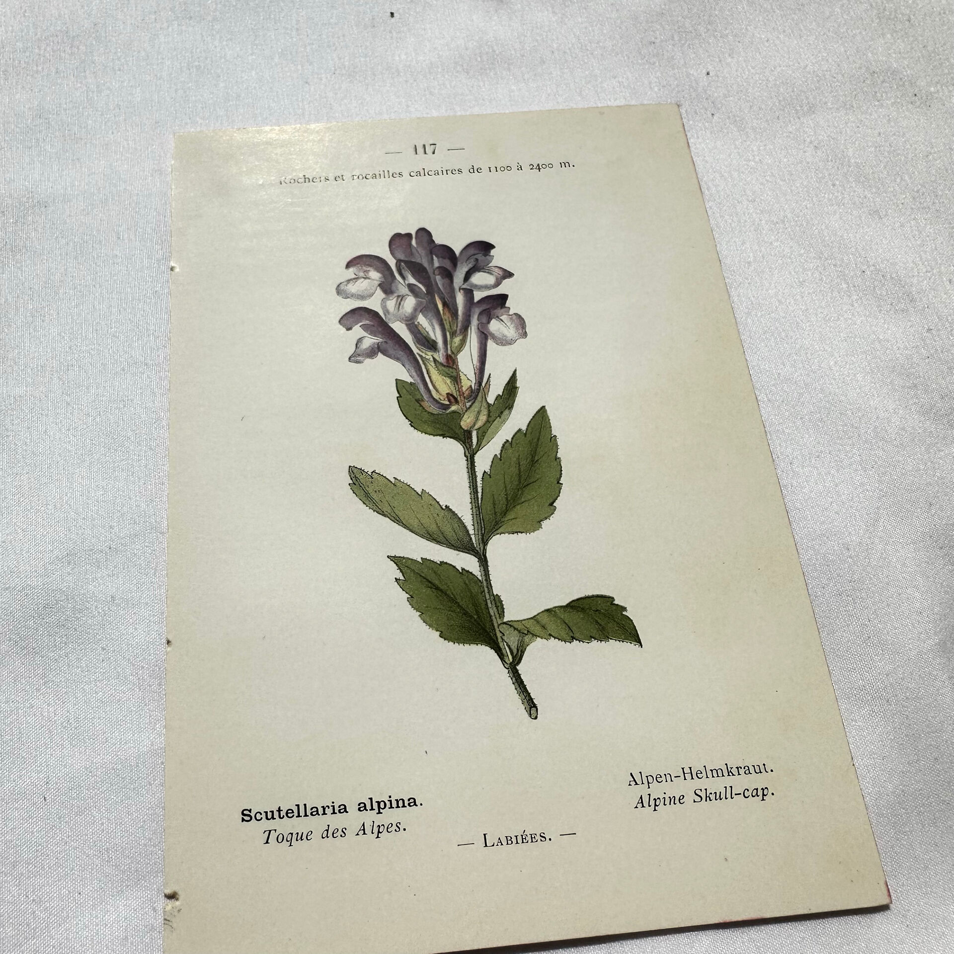 Old botanical engraving from the 19th century – Coloured plant illustration