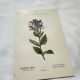 Old botanical engraving from the 19th century – Coloured plant illustration