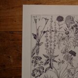 Lithographies originales sur les fleurs