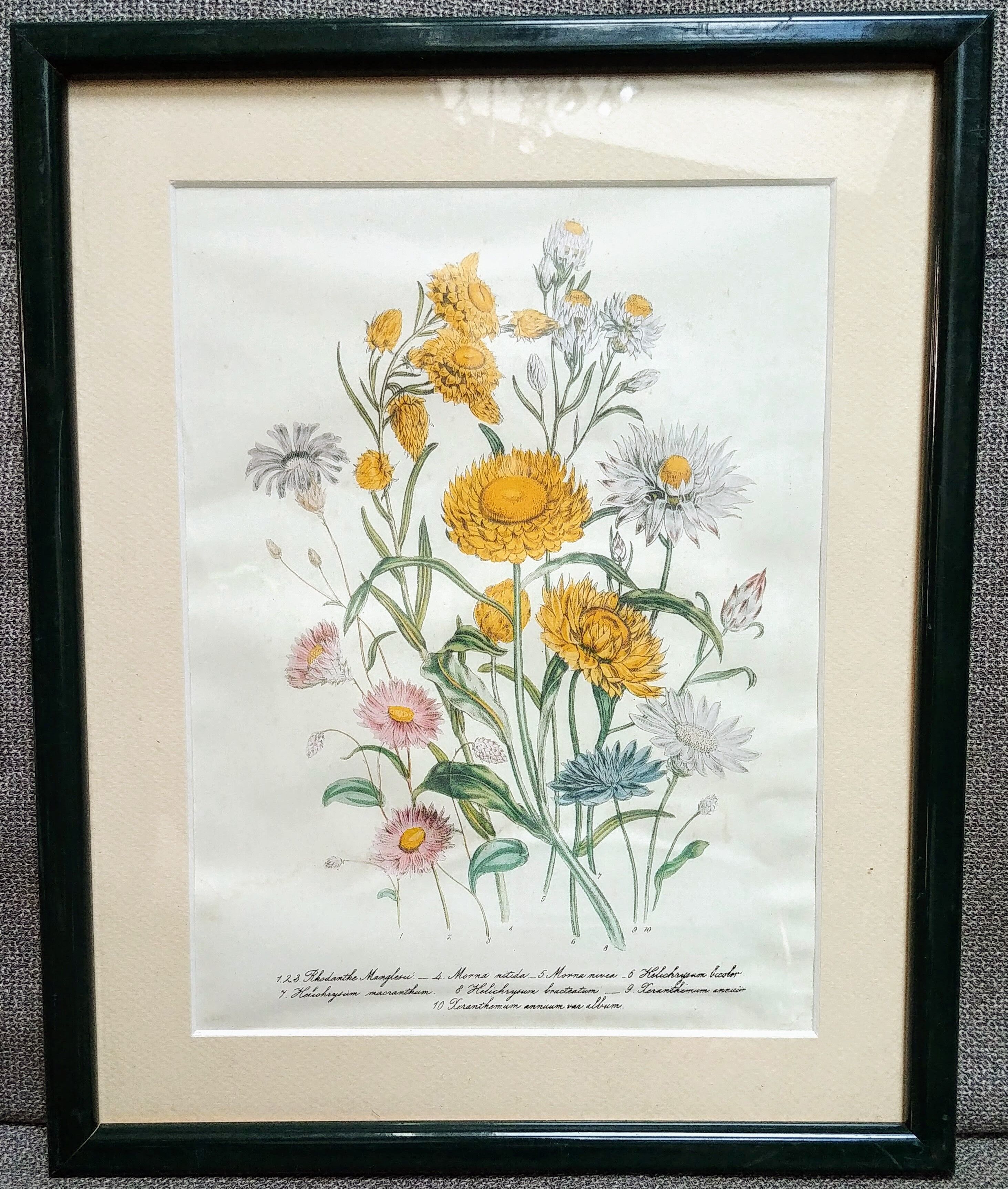Old framed botanical poster