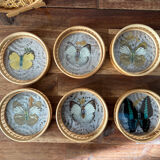 Set of 6 under glass butterfly
