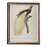 Illustration Oiseau