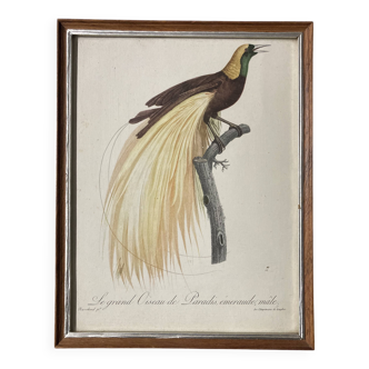 Bird Illustration