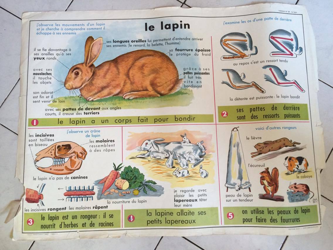 School poster 1960 MDI the rabbit and clay