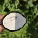 Hand-painted Porcelain Black Swan Salt Cellars Set in original box