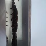 Authentic Scorpion in resin inclusion