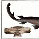 Poster about the hammerhead shark, a fish, based on an old engraving