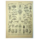 Gravure ancienne 1907 - Crustacés 2, crabe, faune marine
