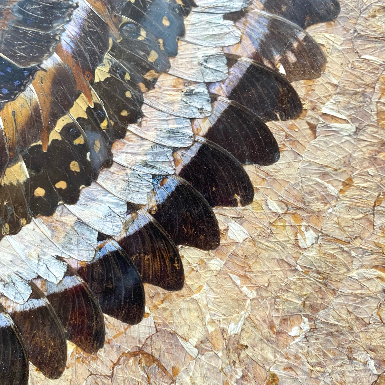 Vintage mosaic frame with butterfly wings