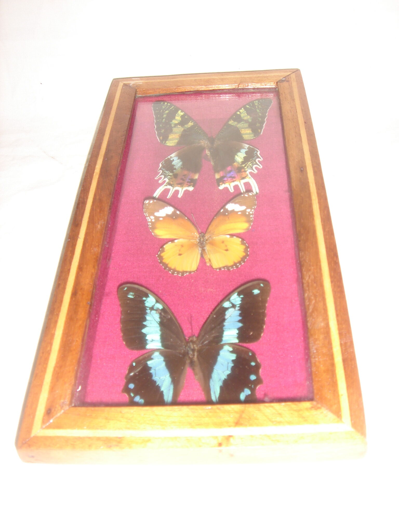 3 butterflies naturalized Madagascar under frame wood & glass