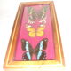 3 butterflies naturalized Madagascar under frame wood & glass
