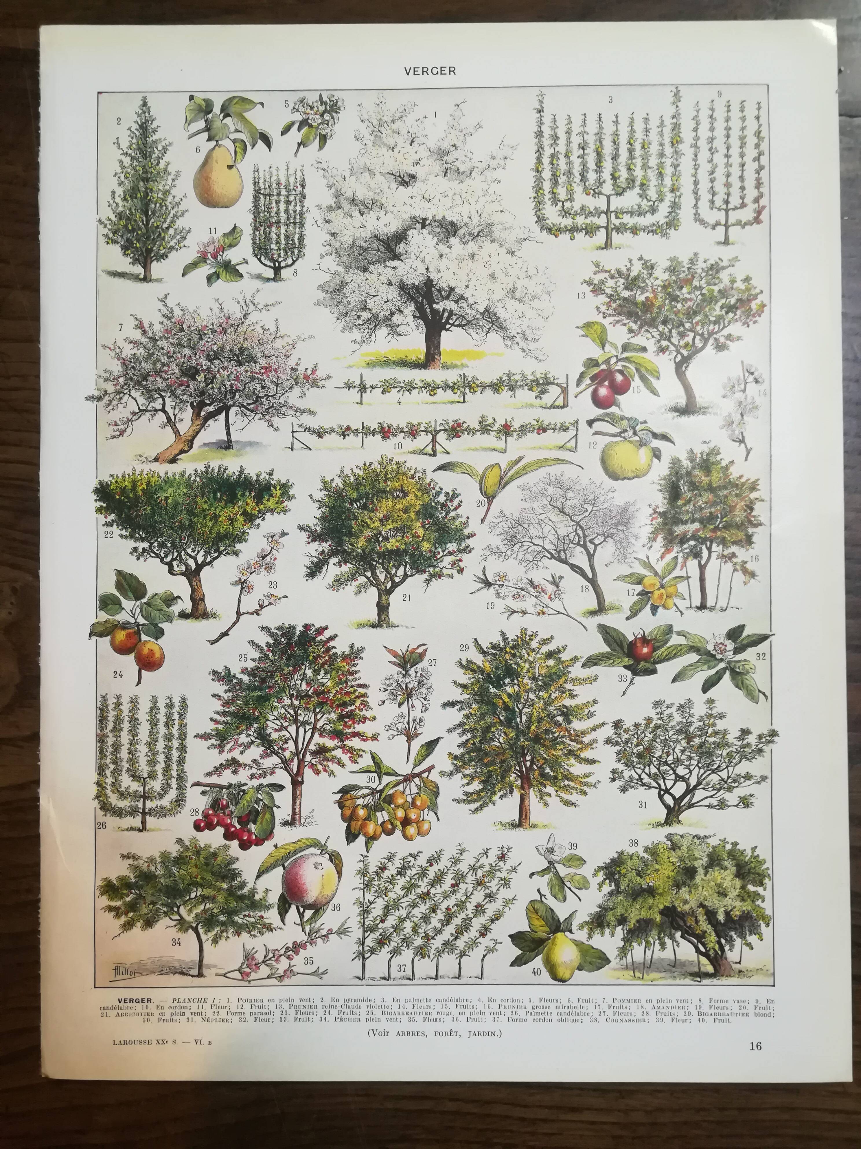 Set of two lithographs on fruits and the orchard from 1928