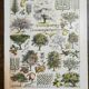 Set of two lithographs on fruits and the orchard from 1928