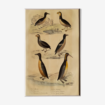 Original ornithological plate " Guillemot - Puffin - &c.. Buffon (1837)