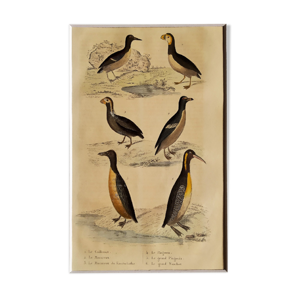 Planche ornithologique originale '' Guillemot - Macareux - &c.. Buffon 1837 — Beyit