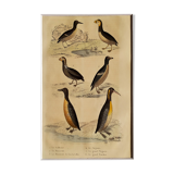 Planche ornithologique originale " Guillemot - Macareux - &c.. Buffon 1837