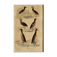 Original ornithological plate " Guillemot - Puffin - &c.. Buffon (1837)