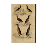 Original ornithological plate " Guillemot - Puffin - &c.. Buffon (1837)