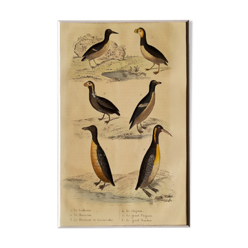 Original ornithological plate " Guillemot - Puffin - &c.. Buffon (1837)