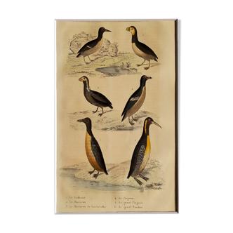 Planche ornithologique originale " Guillemot - Macareux - &c.. Buffon 1837