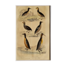 Planche ornithologique originale " Guillemot - Macareux - &c.. Buffon 1837