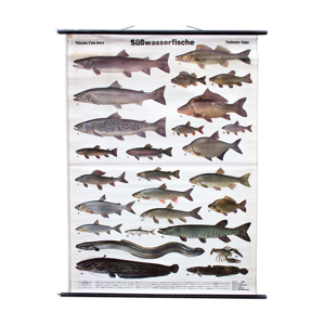 Affiche pédagogique poissons d'eau