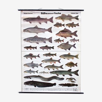 Displays educational freshwater fish 1958