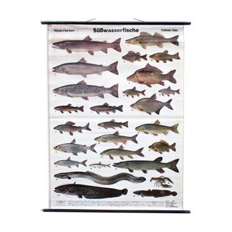 Affiche pédagogique poissons d'eau douce 1958