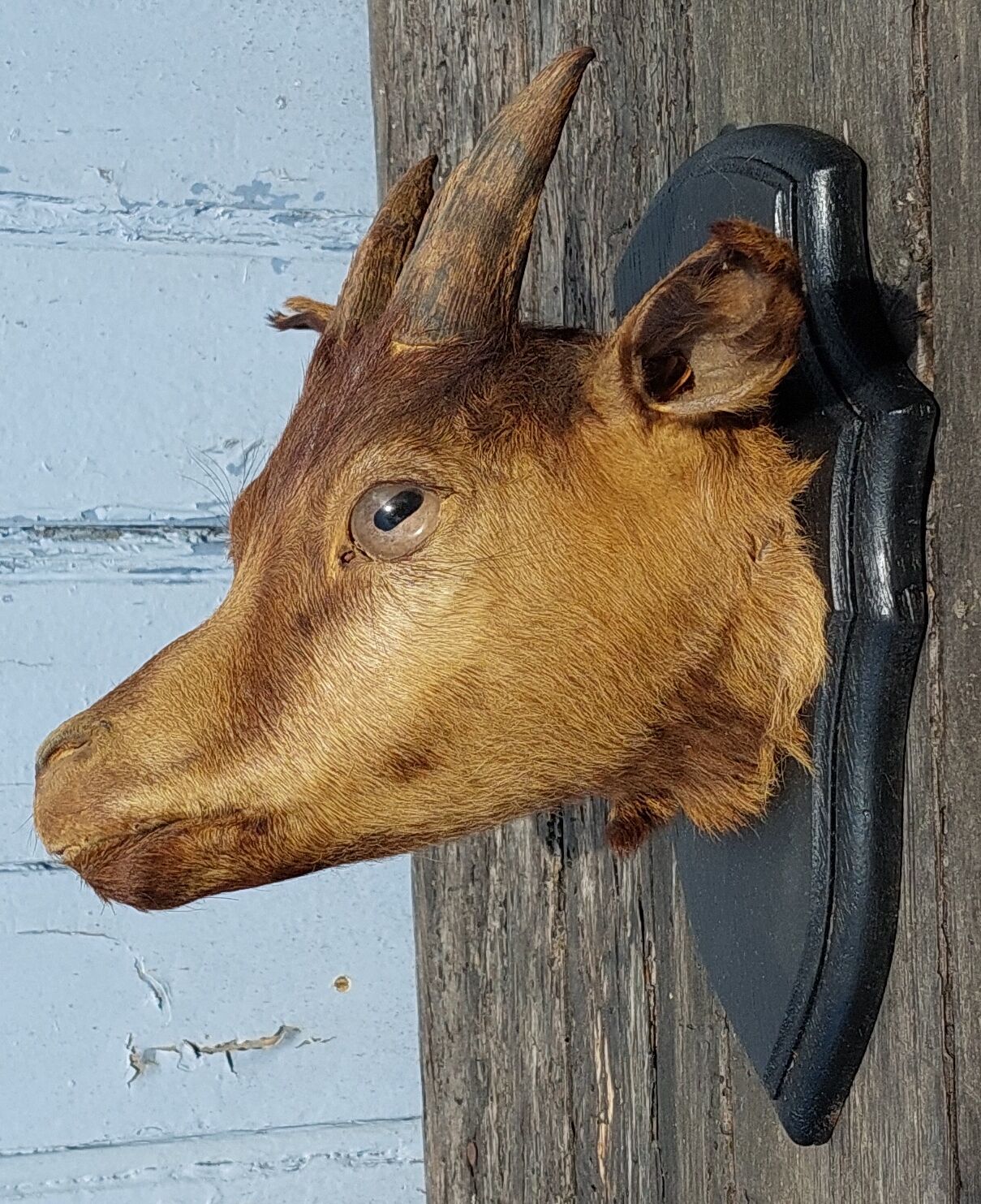 Goat hunting trophy