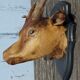 Goat hunting trophy