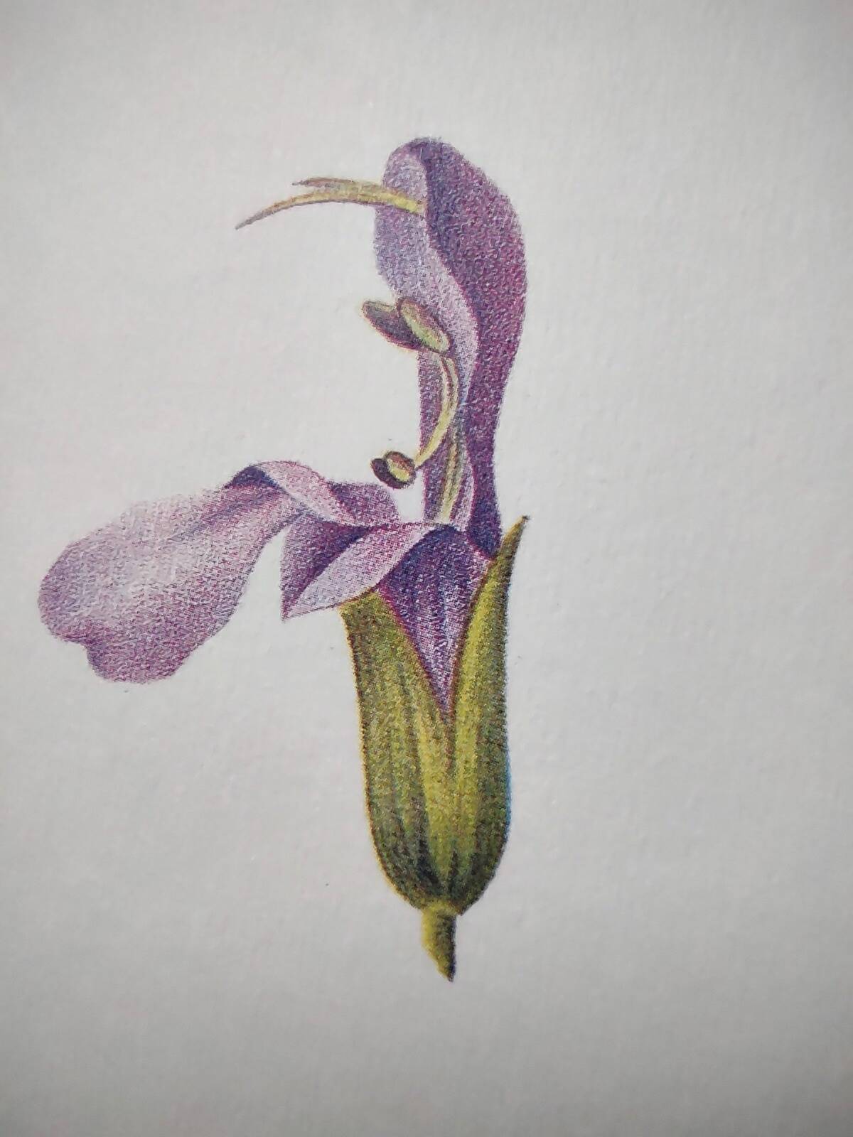 Botanical plate -Sage Officinale- Illustration of medicinal plants and herbs. Pastels