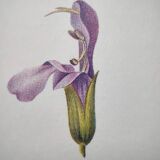 Botanical plate -Sage Officinale- Illustration of medicinal plants and herbs. Pastels