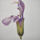 Botanical plate -Sage Officinale- Illustration of medicinal plants and herbs. Pastels