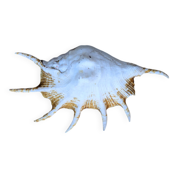 Coquillage Ptérocère géant Lambis truncata