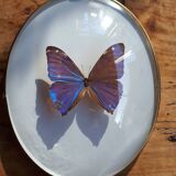 Papillon naturalisé encadré dans un cadre ovale bombé ancien