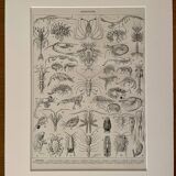 Lithograph on crustaceans - 1930