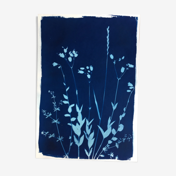 Botanical Cyanotype