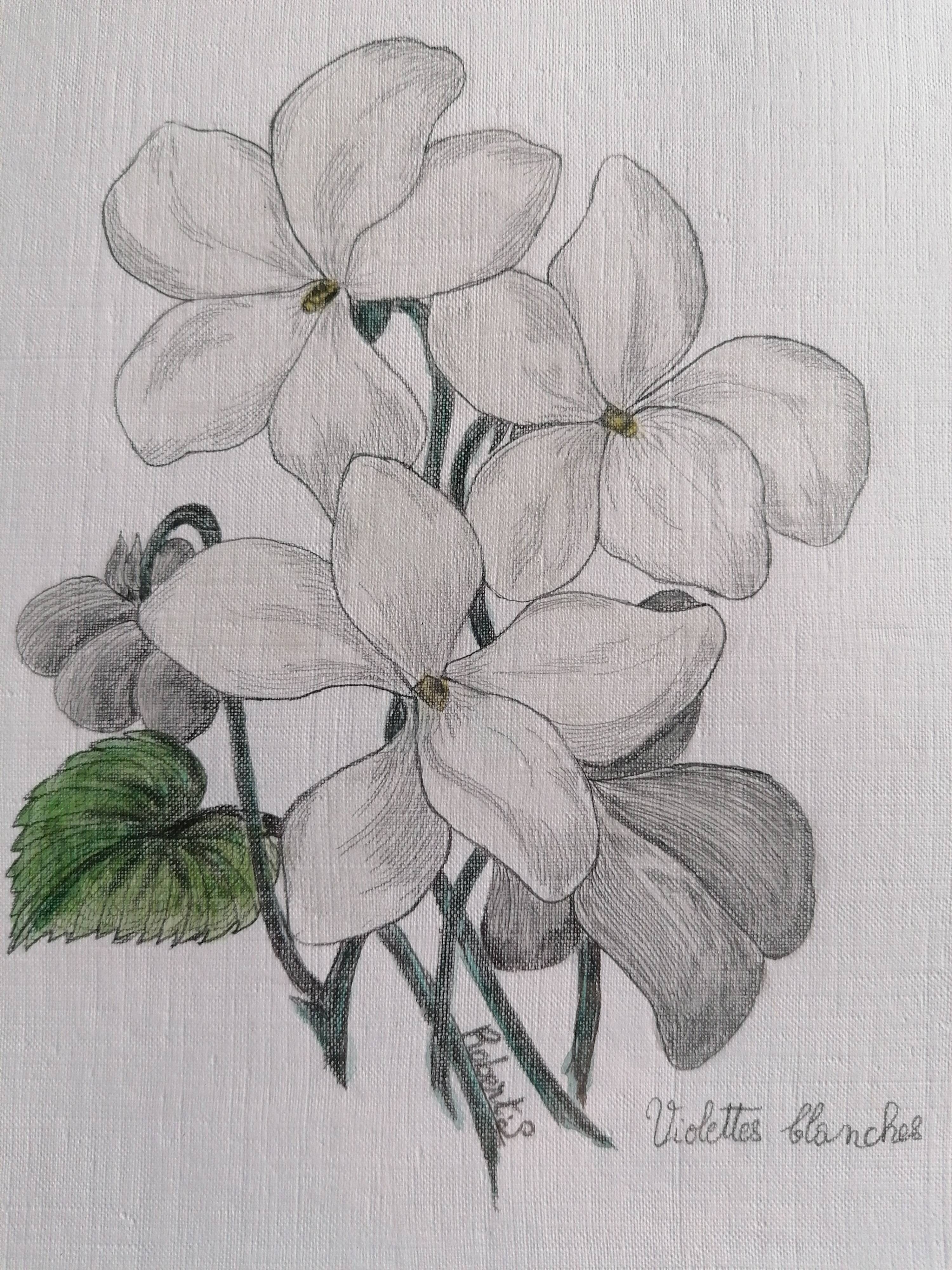 Violets, botanical drawing