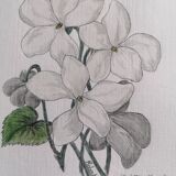 Violets, botanical drawing
