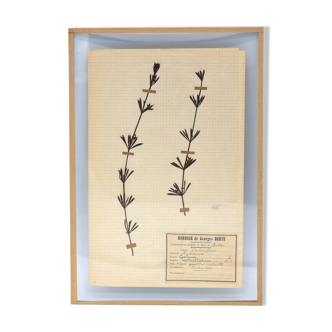 George Bert Herbarium