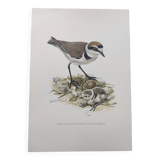 Old bird board from the 60s - Ringed Plover - Nature image