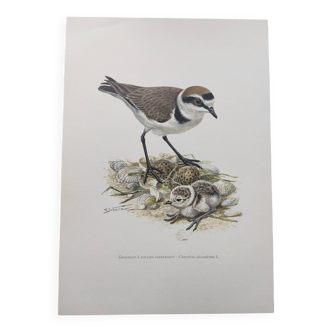 Old bird board from the 60s - Ringed Plover - Nature image