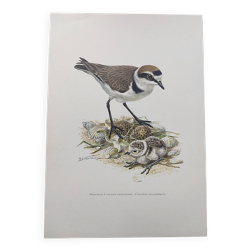 Planche ancienne oiseau années 60 - Gravelot à Collier Interrompu - Image nature