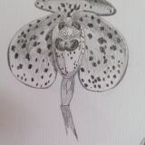 Botanical style orchid drawing.