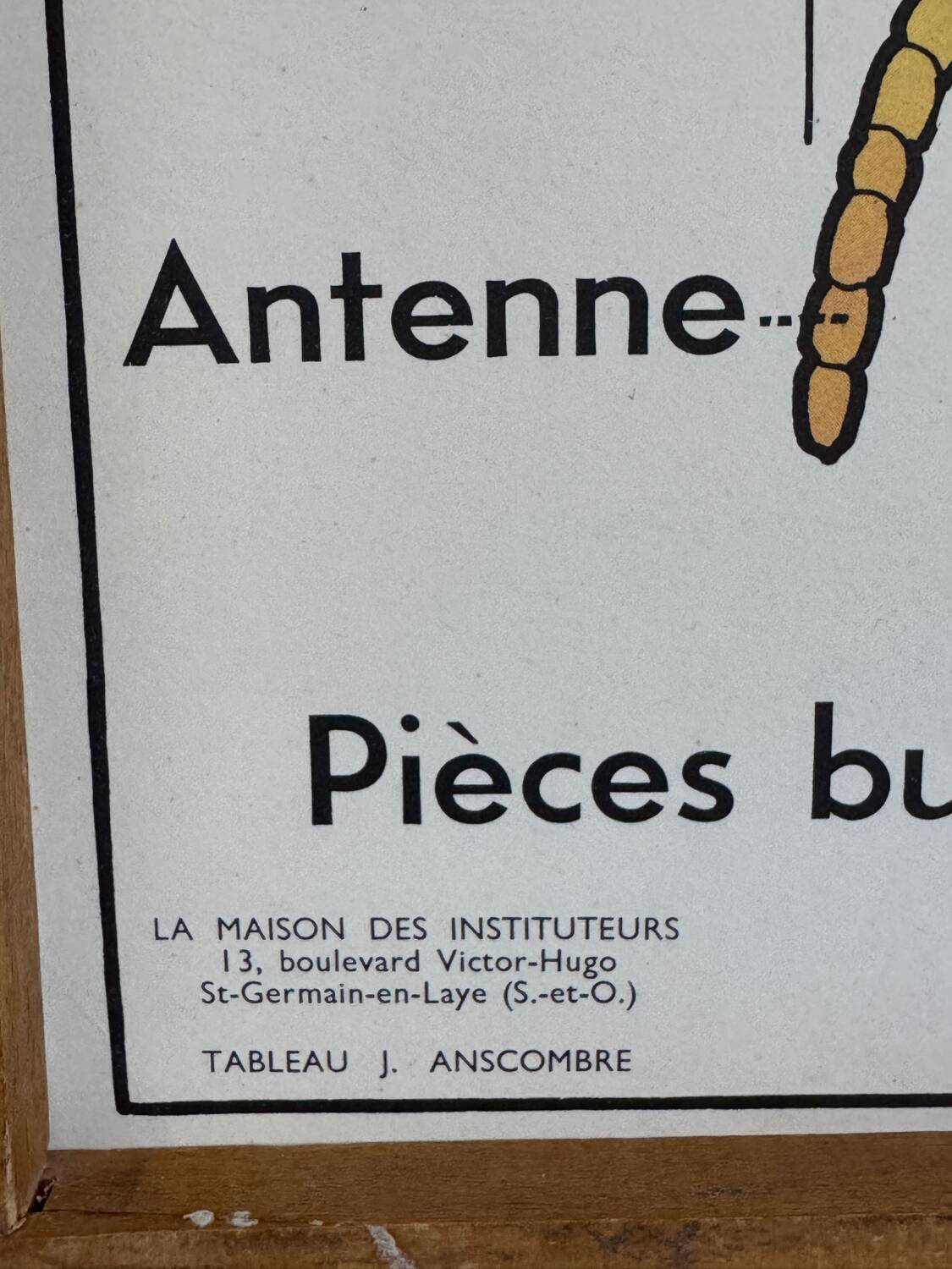 Vintage double-sided school poster “THE BEE / THE FISH”