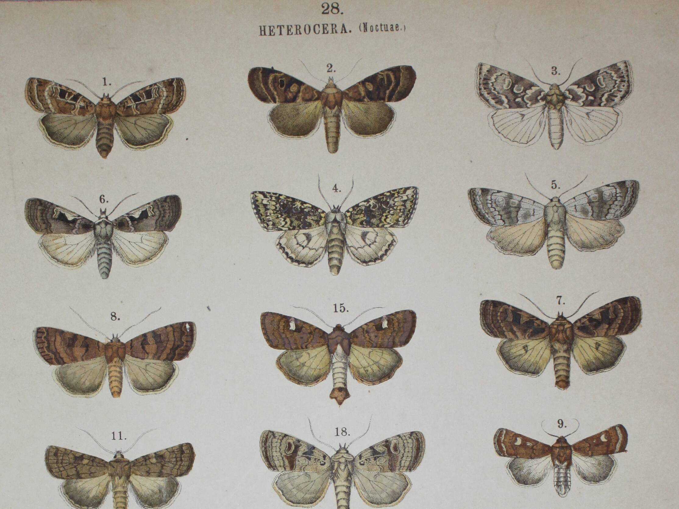 Old Butterfly engraving - Lithograph from 1887 - Triangulum - Vintage entomological plate