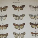Old Butterfly engraving - Lithograph from 1887 - Triangulum - Vintage entomological plate